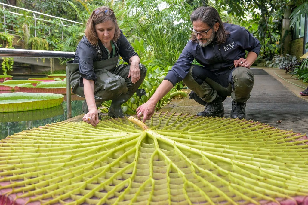 vitoria-regia-ciclovivo-Jardins Botanicos Reais de Kew-03 Cientistas analisando parte inferior de vitória régia