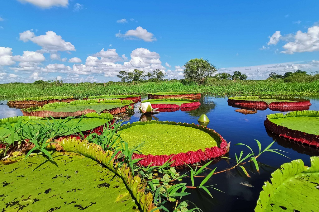 vitoria-regia-ciclovivo-Jardins Botanicos Reais de Kew-Carlos Magdalena Vitória Régia gigante
