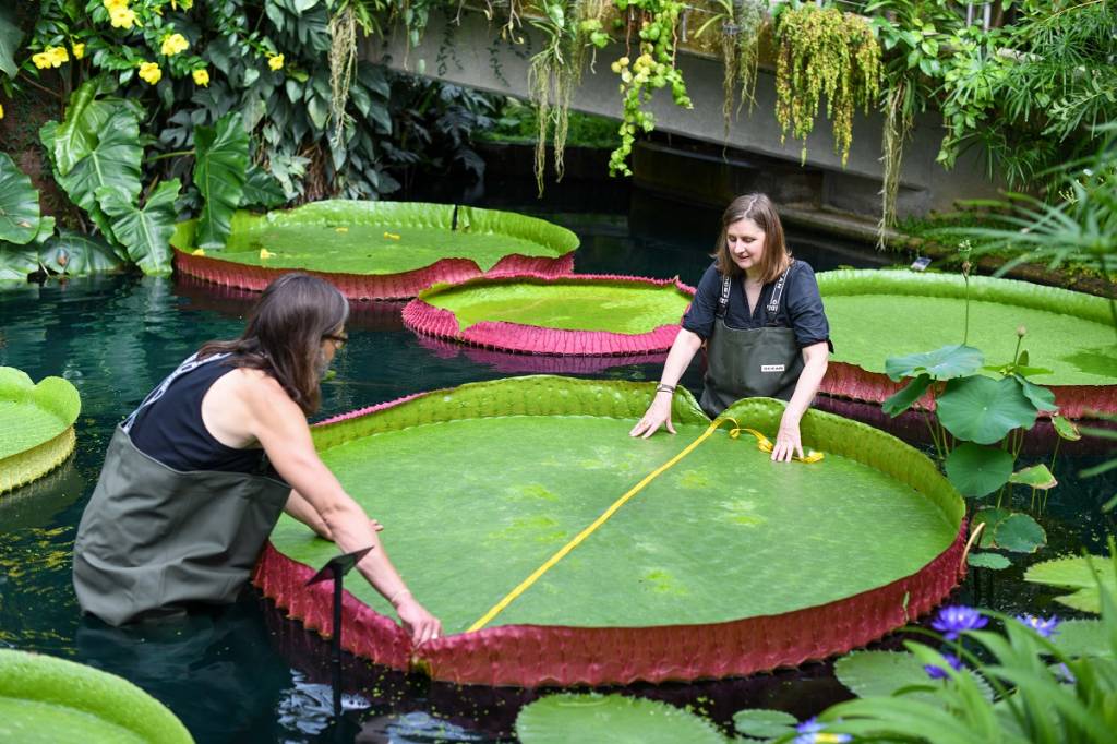 vitoria-regia-ciclovivo-Jardins Botanicos Reais de Kew Cientistas medindo vitória regia