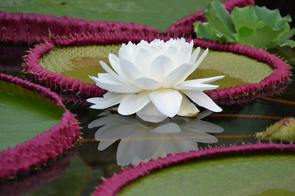 Vitória Régia com flor branca
