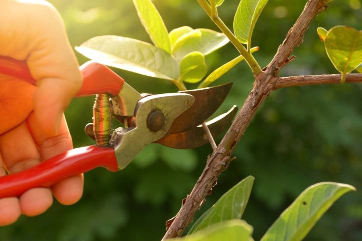 10-flores-e-friozinho-dicas-para-cuidar-das-plantas-no-inverno poda