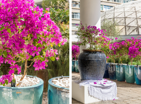 2-como-plantar-e-cuidar-de-primavera Vasos com primaveras