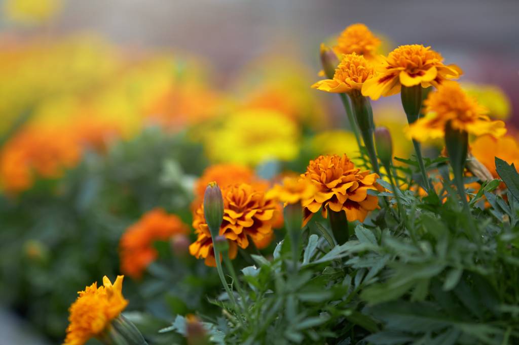3-flores-e-friozinho-dicas-para-cuidar-das-plantas-no-inverno Calêndulas