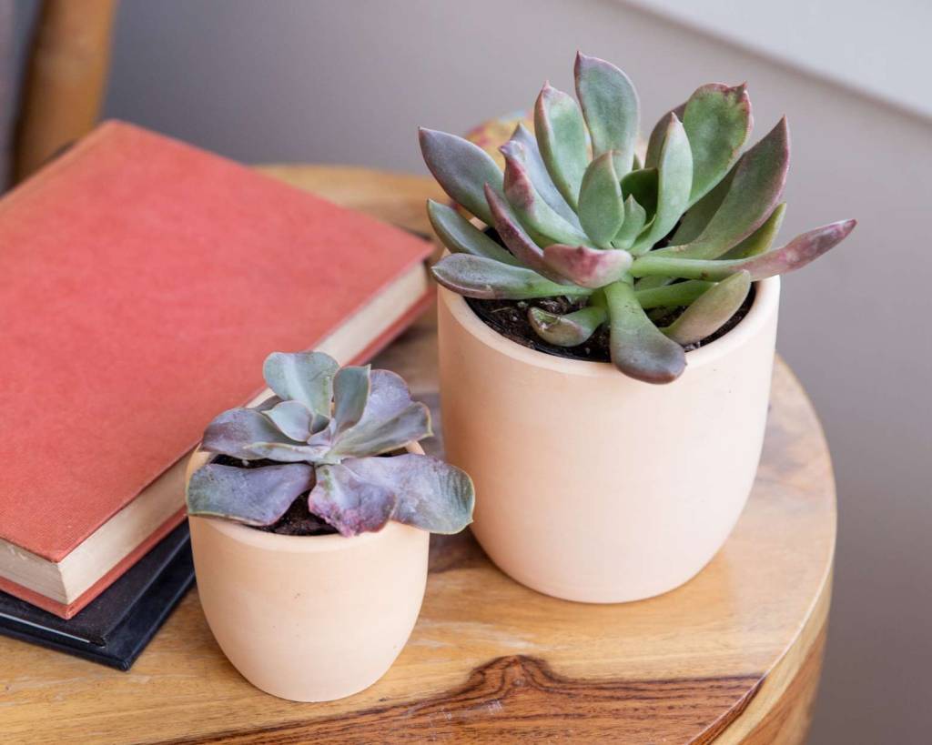 30-plantas-perfeitas-para-iniciantes-Echeveria 30-plantas-perfeitas-para-iniciantes-Echeveria