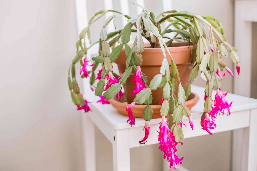 30-plantas-perfeitas-para-iniciantes-Schlumbergera