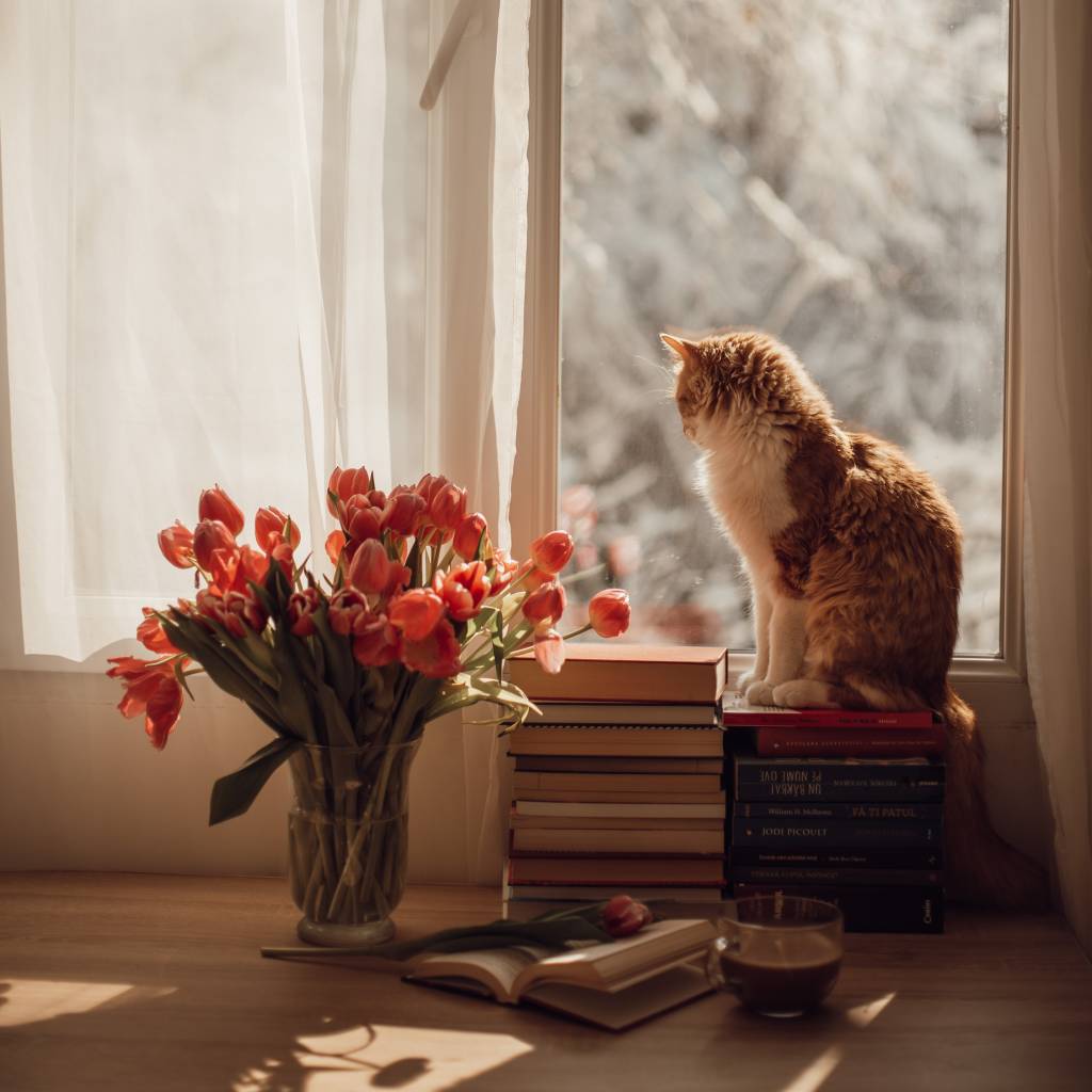 5-flores-e-friozinho-dicas-para-cuidar-das-plantas-no-inverno Gato olhando vaso de flores