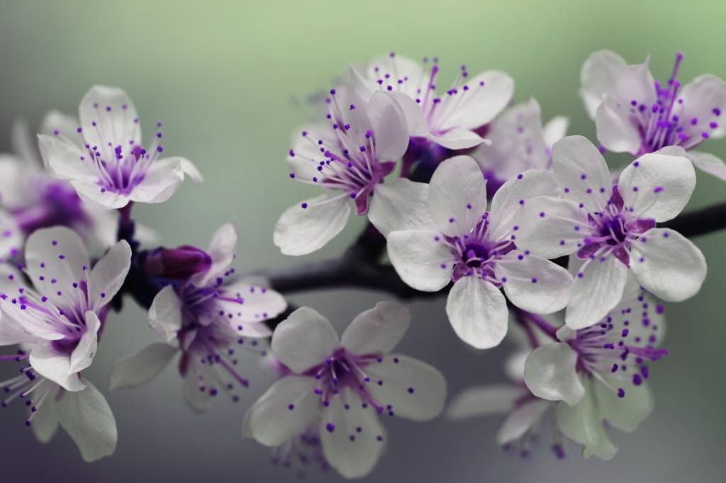 6-flores-e-friozinho-dicas-para-cuidar-das-plantas-no-inverno Flor branca e roxa