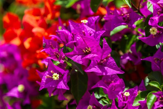 como-plantar-cuidar-primavera-adobestock Primavera roxa