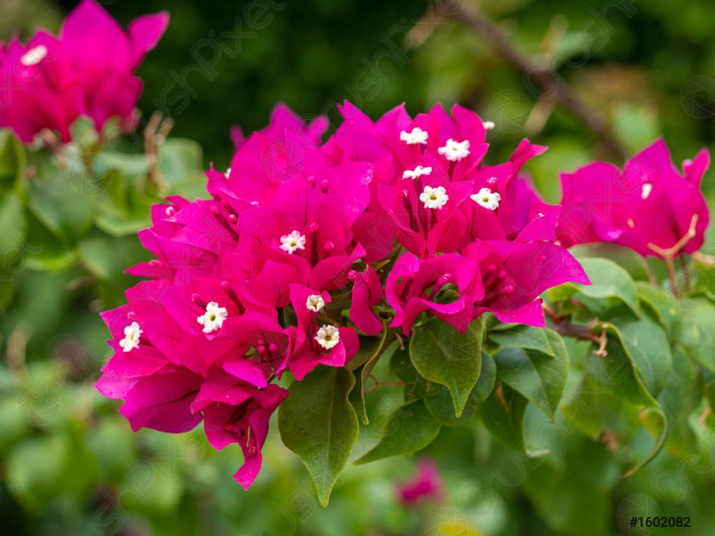 Primavera rosa