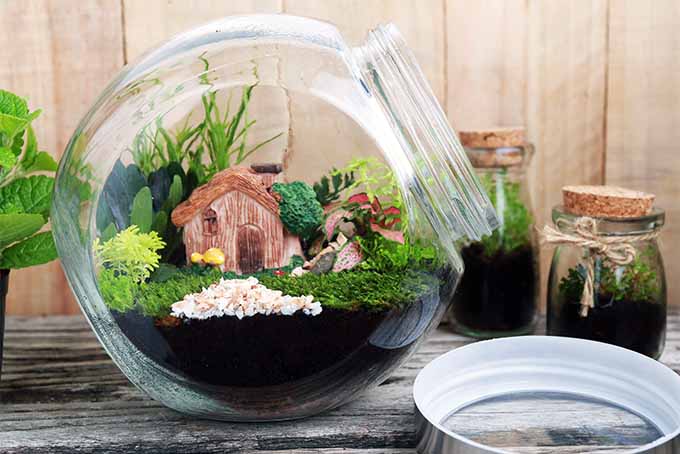 Terrário com pequena casa dentro