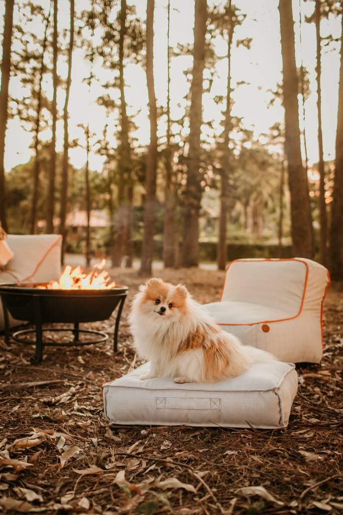 caminha-pet-da-eco-flame- garden-divulgacao-eco-flame-garden Cama para pet da EcoFlame Garden