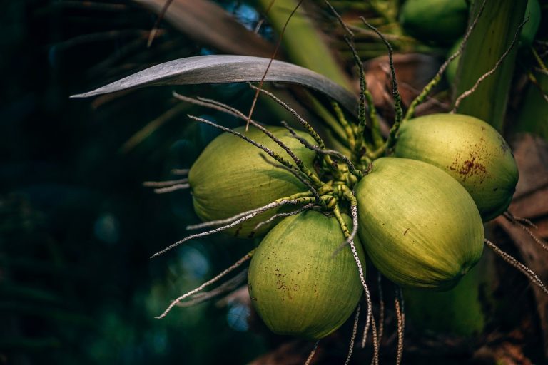 coco-pixabay-ciclovivo-768×512 10 alimentos que dão mais energia e disposição ao corpo