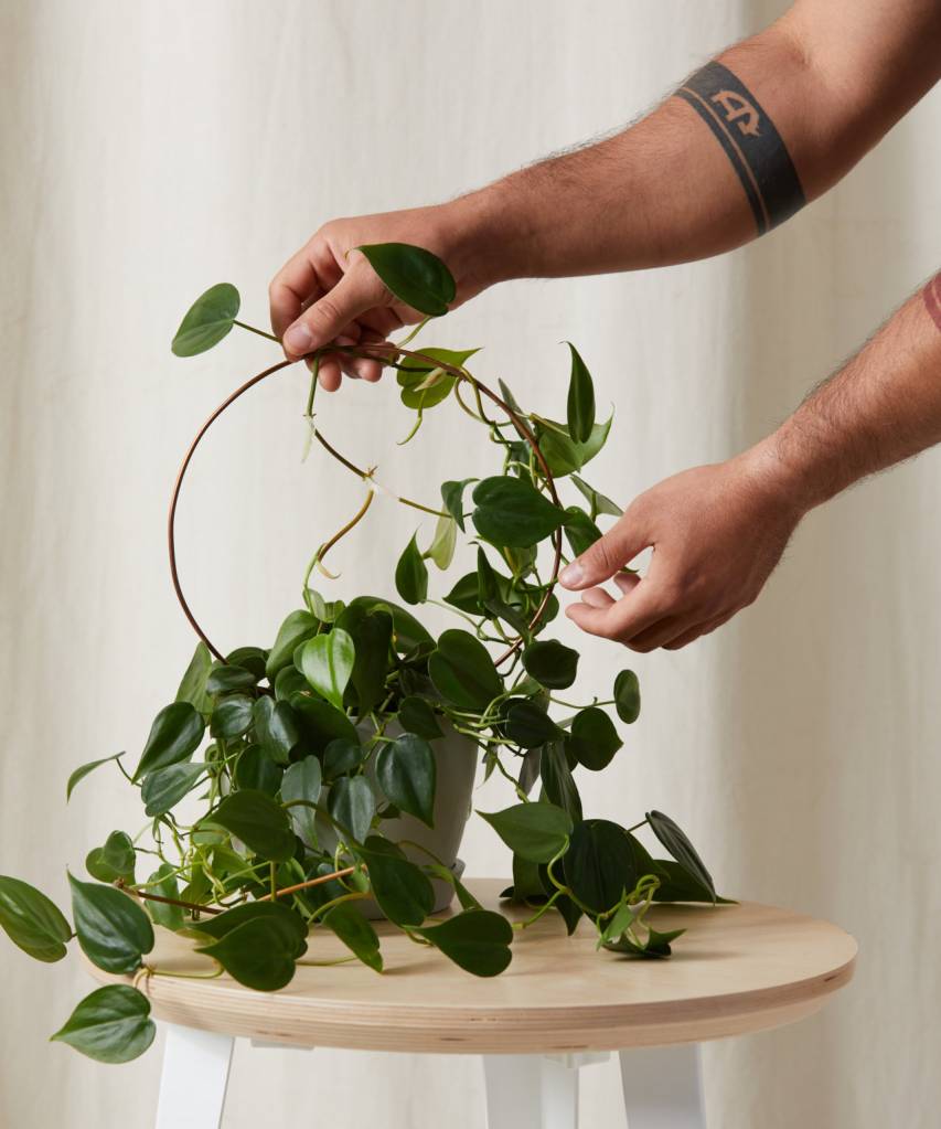 plantas-suspensas-bloomscape Planta suspensa