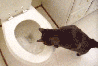 diferenca-entre-os-tipos-de-descarga-gifer Gif de gato olhando descarga