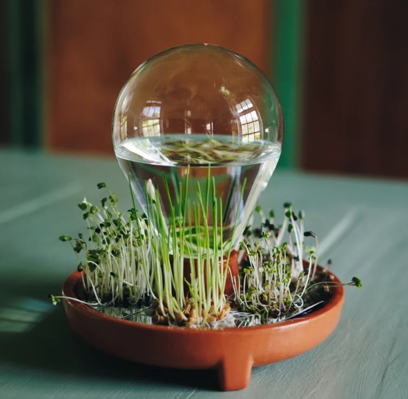 vaso-sem-solo-regar-suas-plantas-uma-vez-designboom-03 Vaso Patella Crescenda com microverdes