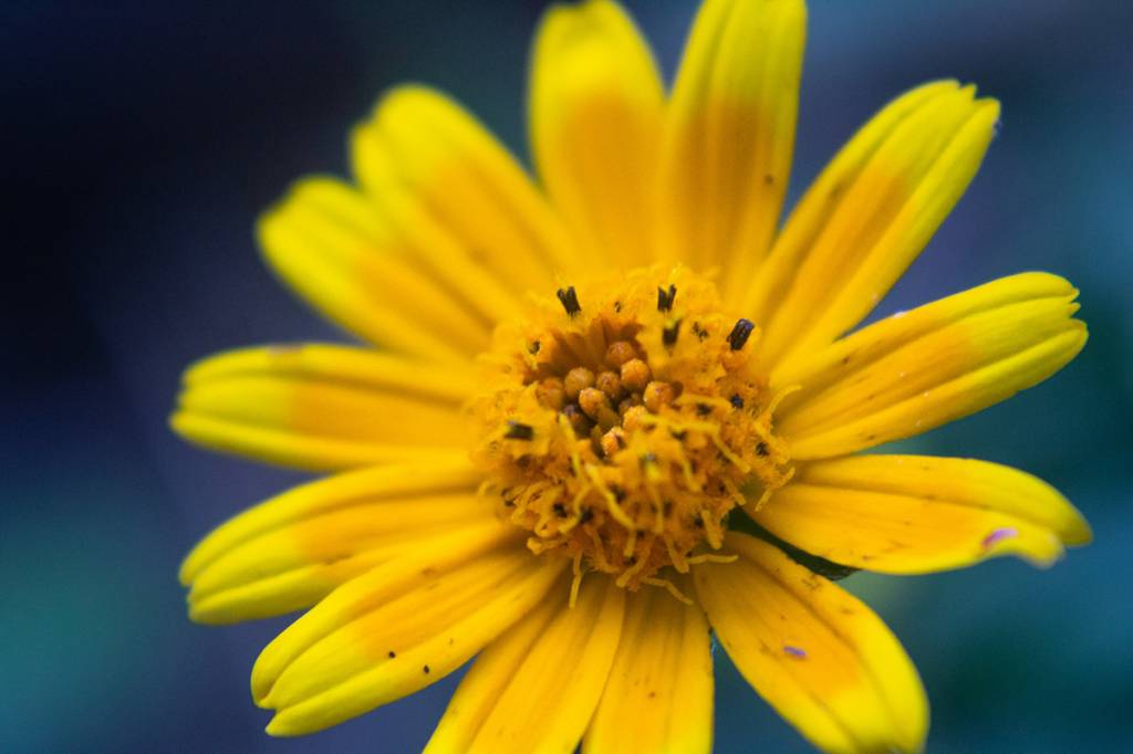 arnica; creme; diy; faça você mesmo; creme de arnica; creme natural