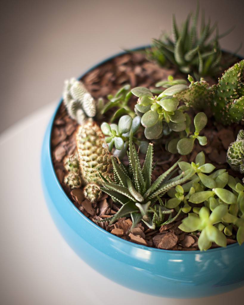 azul-na-decoracao-como-e-porque-usar-13-Korman Arquitetos – Foto Gui Morelli-vaso-plantas-suculenta Vaso; vaso com suculentas; vaso azul