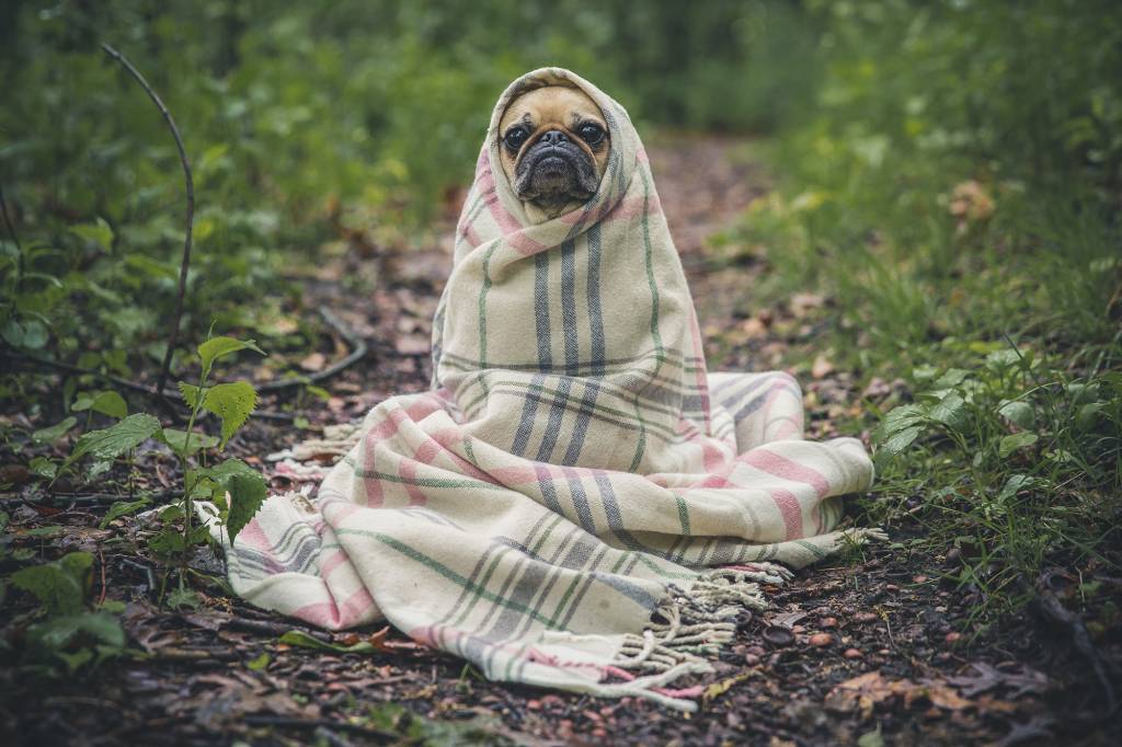 cachorro-barulho–unsplash cachorro roupinha barulho fogos artificio