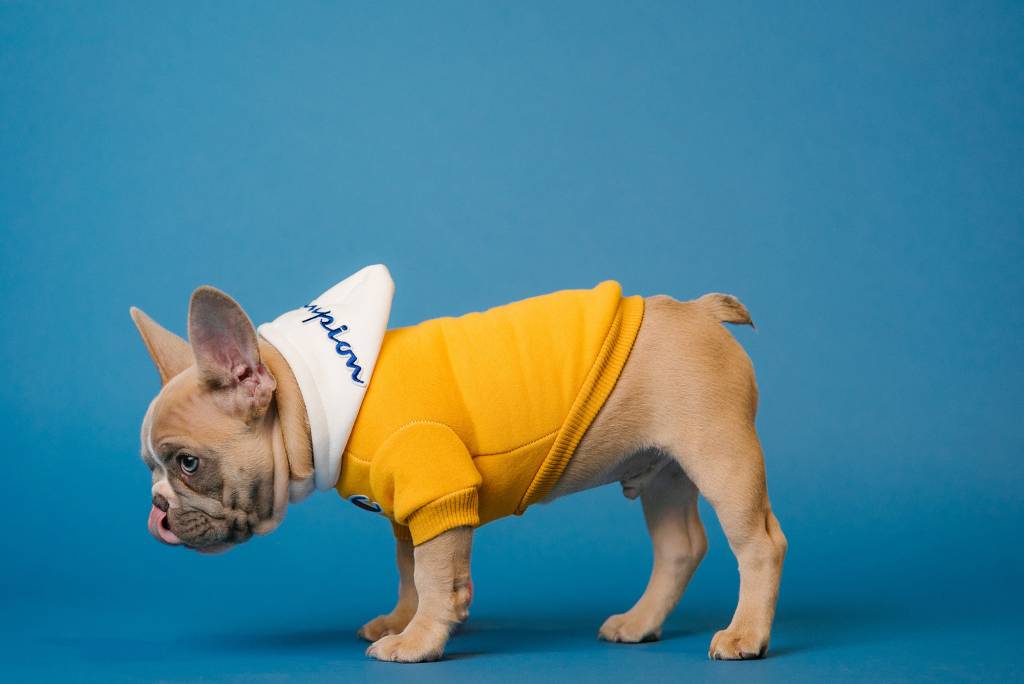 cachorro-roupinha–unsplash Cachorro roupa barulho