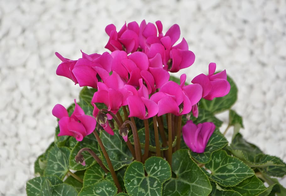 Como plantar e cuidar de ciclame. Na foto, flor de ciclame rosa.
