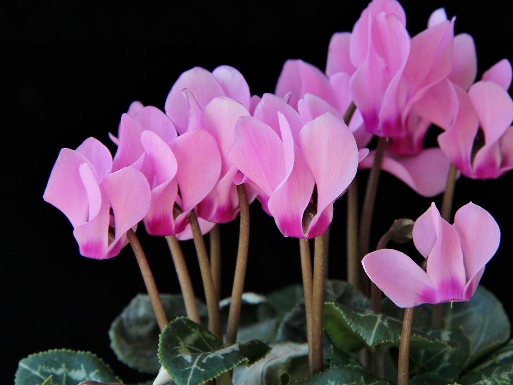como-cultivar-ciclame-mauricio-mercadante-flickr Como plantar e cuidar de ciclame. Na foto, flor de ciclame rosa.