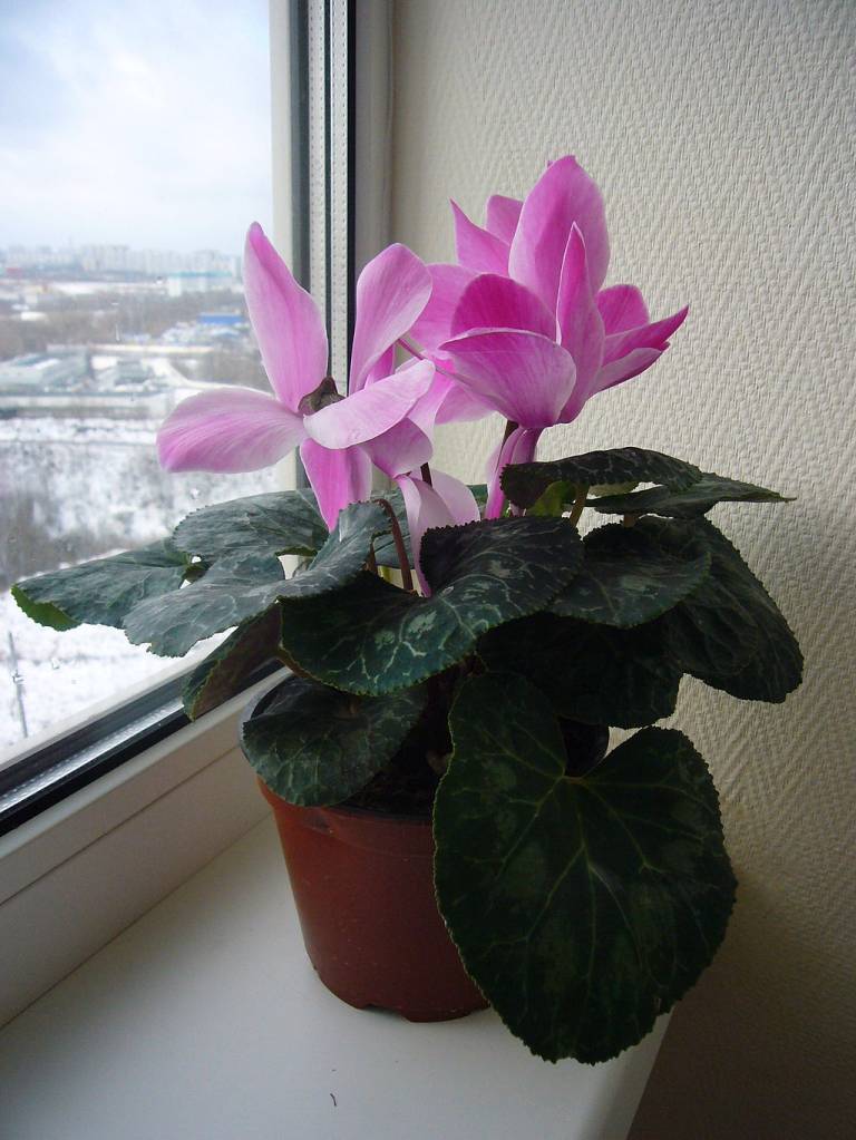 como-cultivar-ciclame-wikimedia-leonid dzhepko Como plantar e cuidar de ciclame. Na foto, ciclame rosa em vaso na janela.