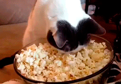 pipoca-cheezburguer Pipoca; pipoqueira; gif; gato