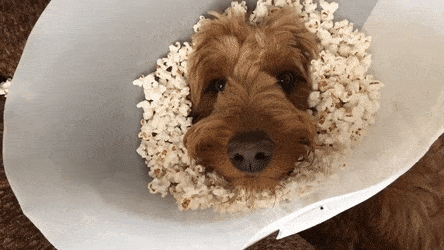 pipoca-gfycat Pipoca; pipoqueira; gif; cachorro