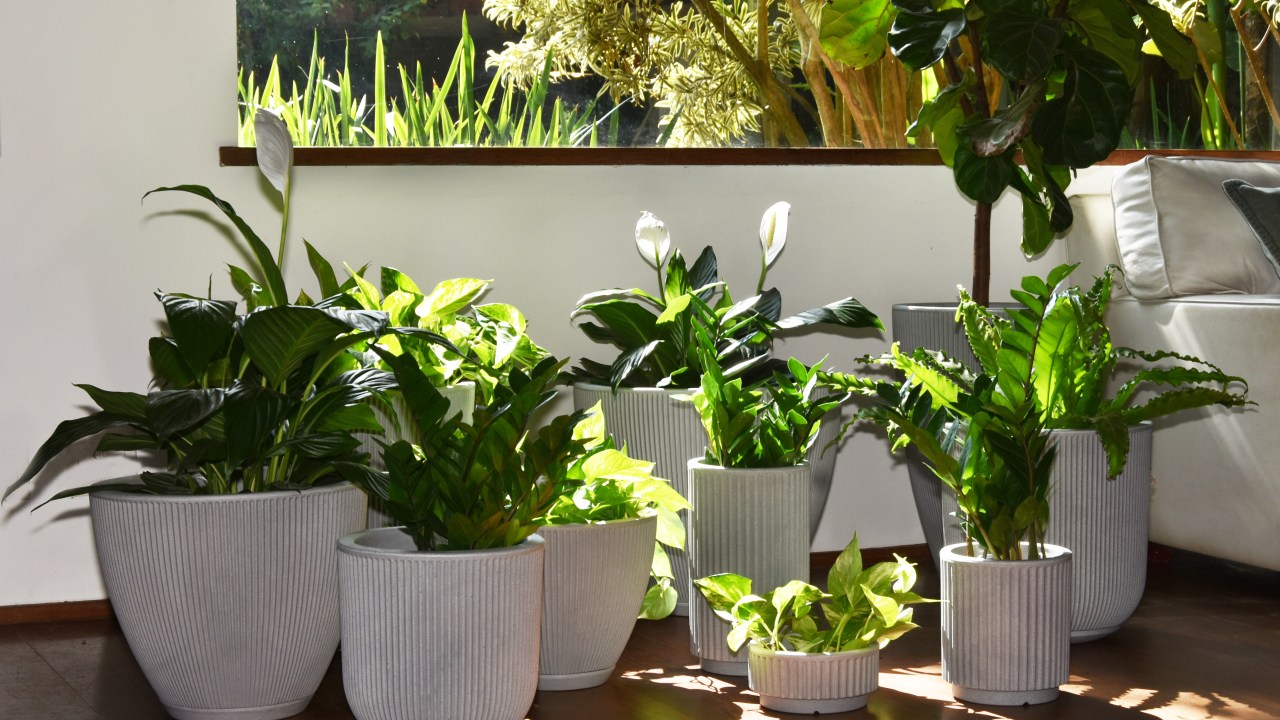 Jardim; plantas; apartamento pequeno; varanda; vasos brancos.