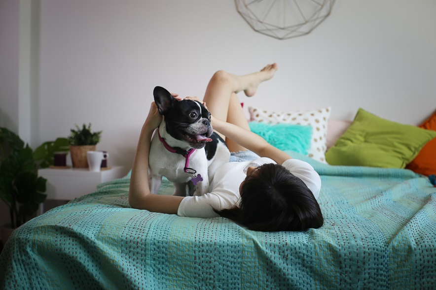 voce-dorme-com-o-pet-veja-3-cuidados-para-ter-com-a-cama-adobe-stock Dormir com pet; cuidados com cama; pet