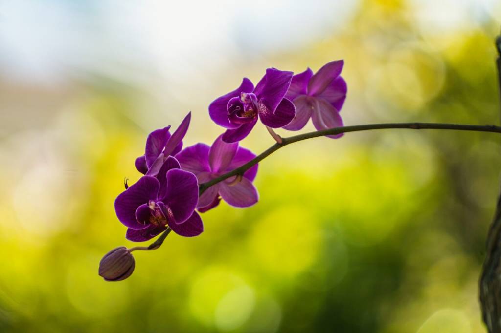 curiosidades-sobre-orquideas-ciclo-vivo-tyler-donaghy-unsplash Orquídea magenta