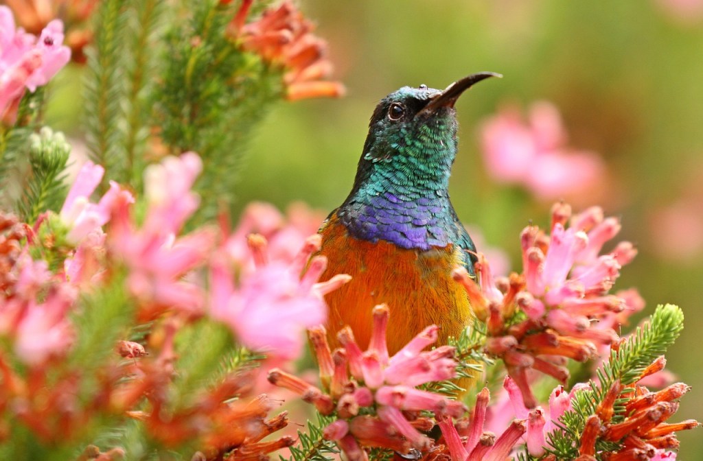 Beija flor em árvore com flores rosas