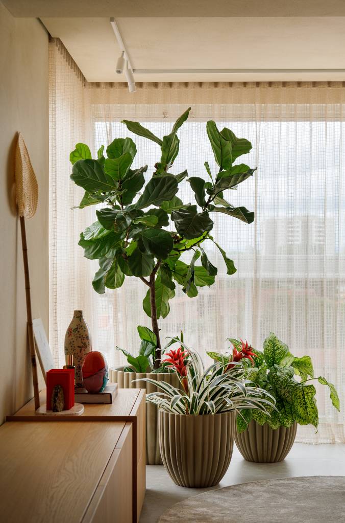 tons-areia-formas-arredondadas-atmosfera-mediterranea-ape-gustavo-marasca-05-cortina-plantas Ficus