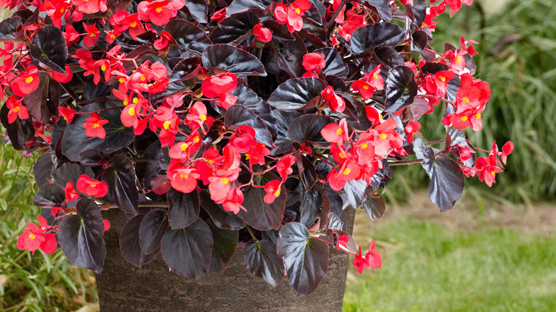 plantas-tendencia-2023-begonia-viking-flor Begônia Viking