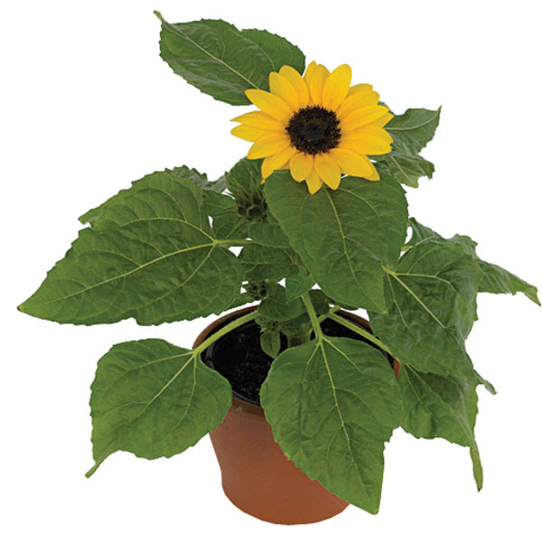 plantas-tendencia-2023-mini-girassol Mini Girassol