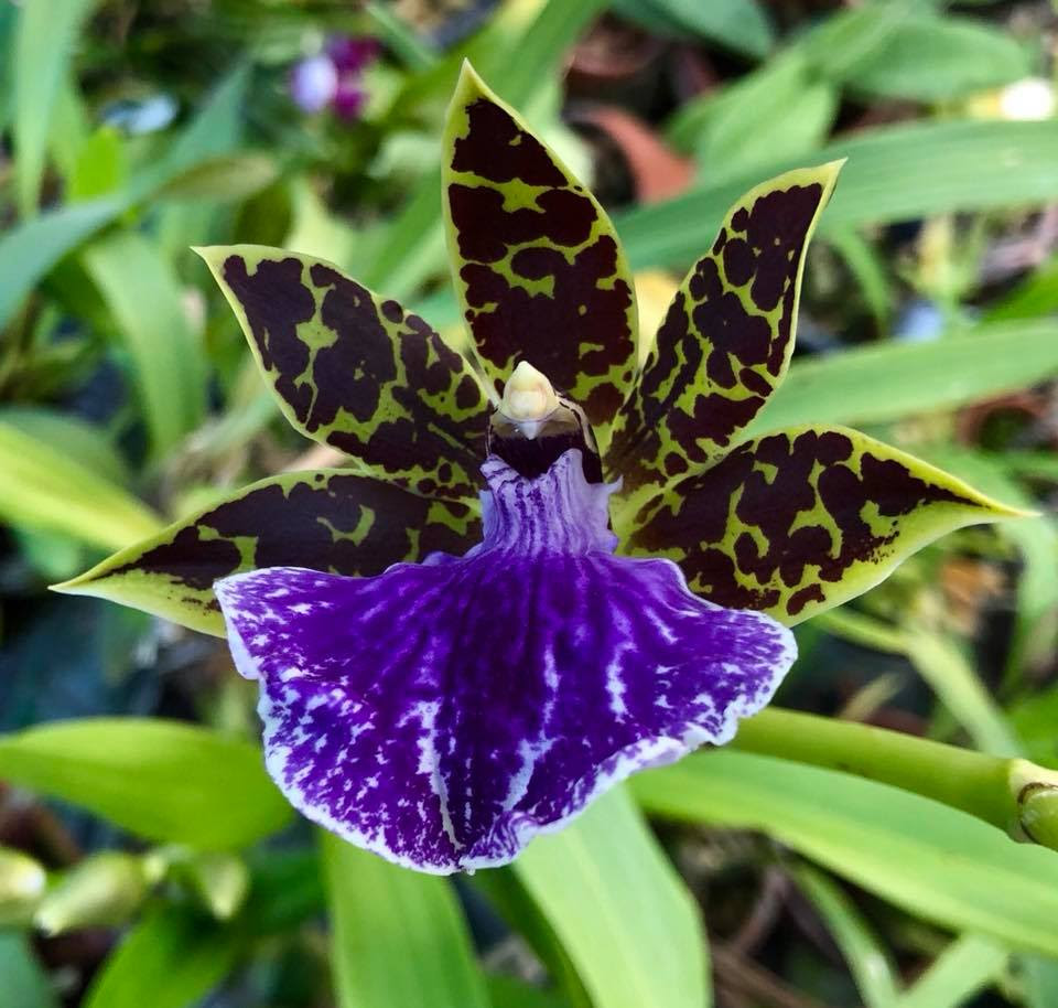 plantas-tendencia-2023-orquidea-babador-flor Orquídea com Babador