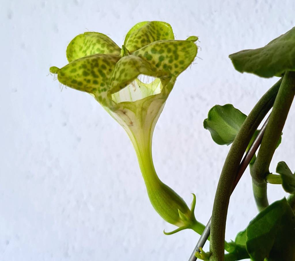 plantas-tendencia-2023-paraquedas Flor Paraquedas