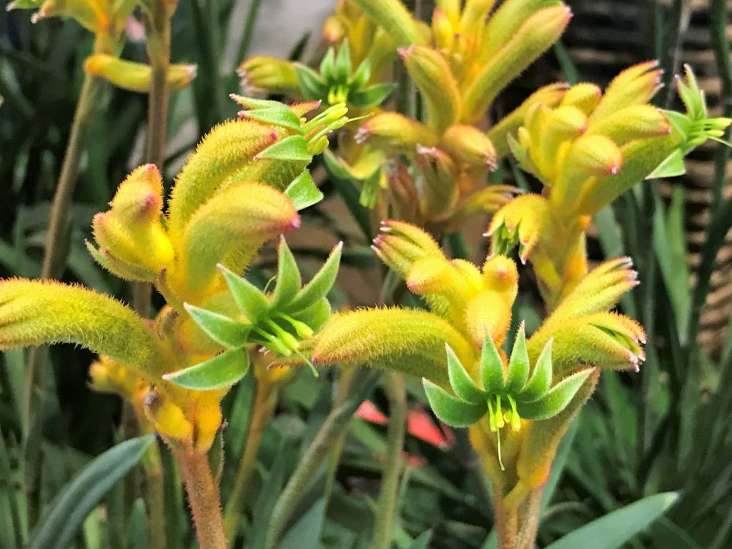 plantas-tendencia-2023-pata-de-canguru Pata de canguru