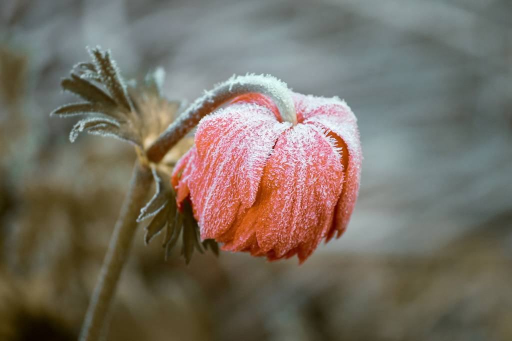 planta-inverno-cuidado-flor 5 dicas para cuidar das plantas no inverno