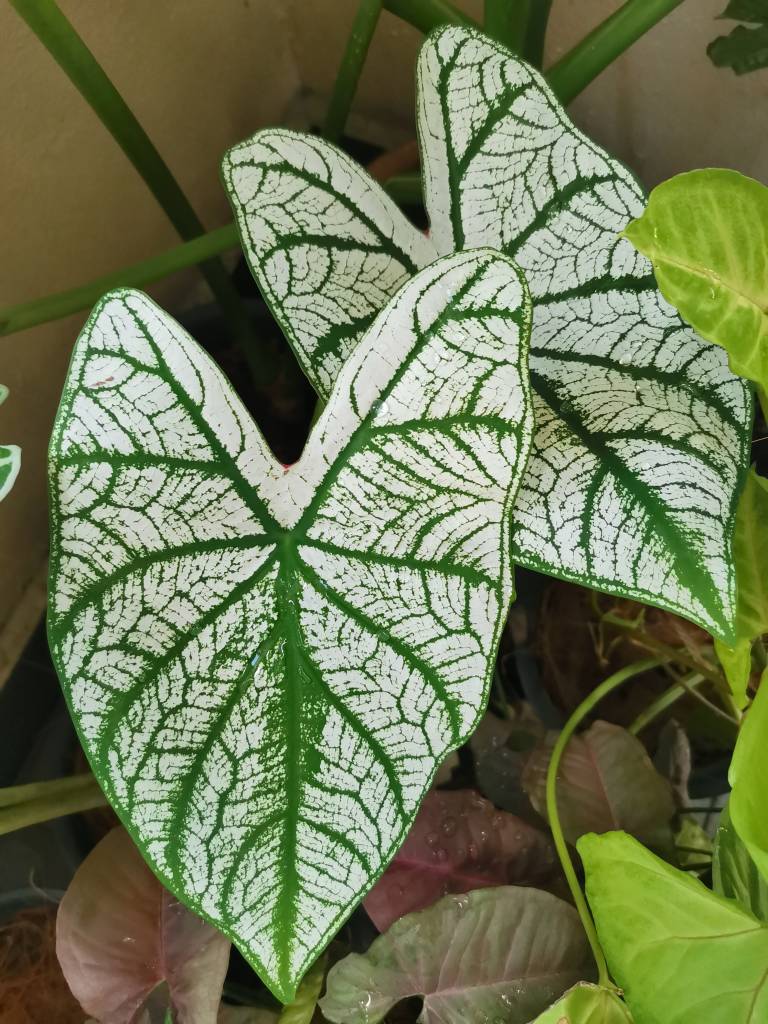 Caladium