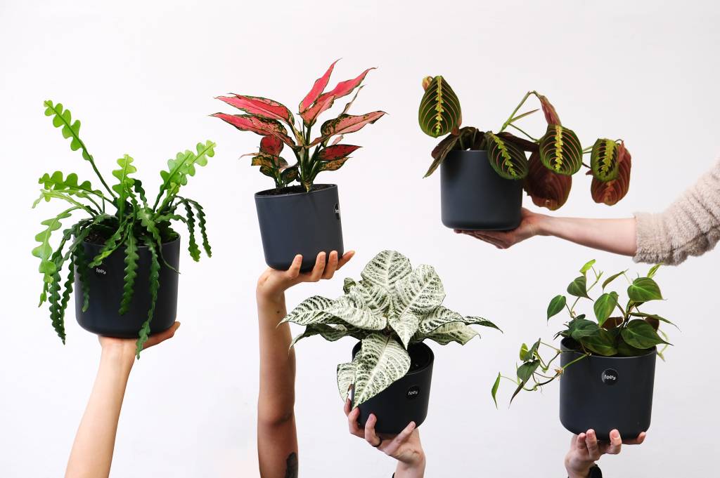 5 espécies de plantas que entram em dormência no inverno