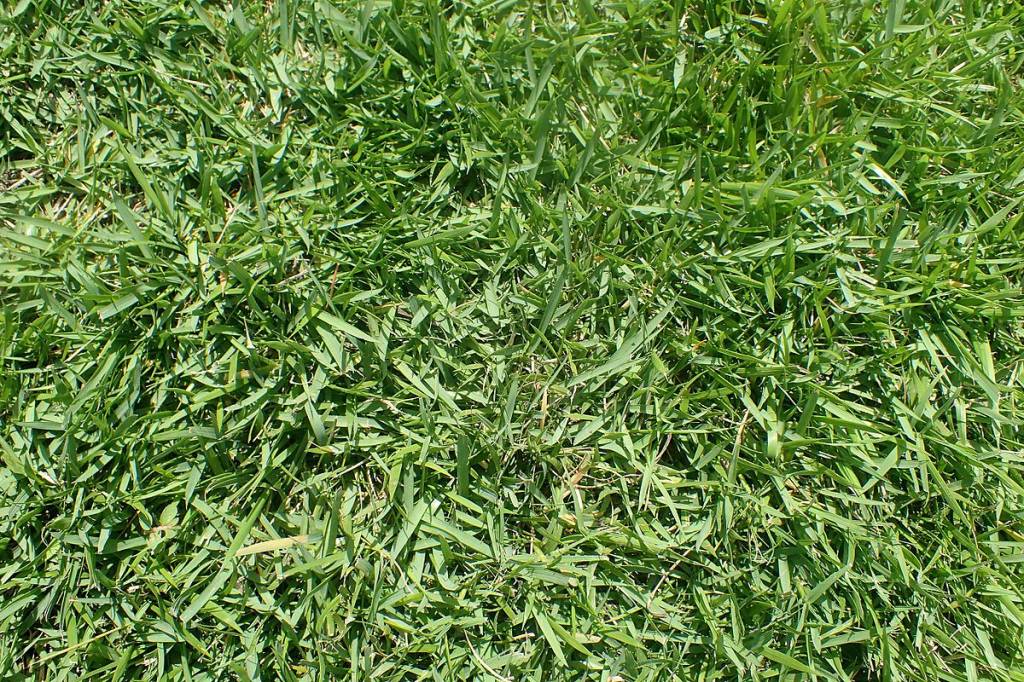 grama-esmeralda-wikimedia-commons-krzysztof-ziarnek-kenraiz Grama esmeralda: como plantar com sementes ou placas e dicas de cuidado. Na foto, grama esmeralda cultivada.