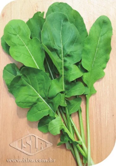 Rúcula Cultivada Rúcula Cultivada