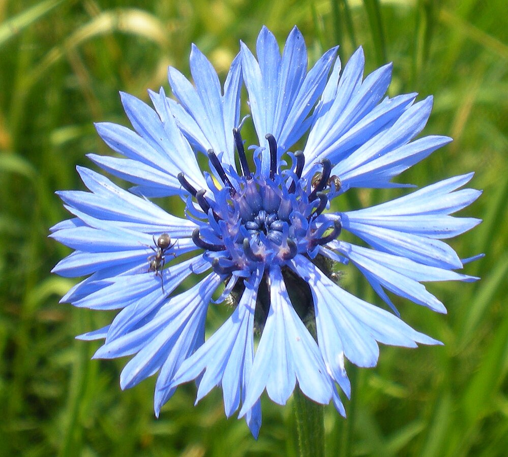 Centaurea Cyanus.