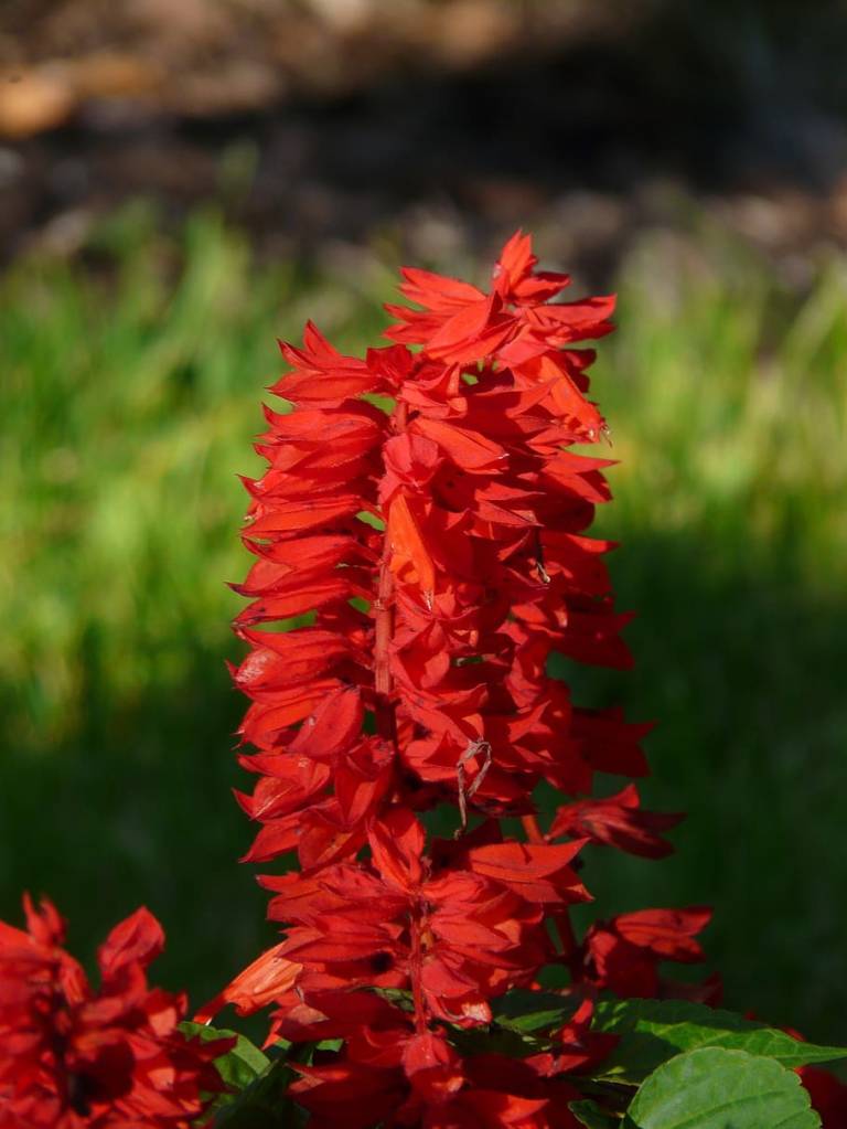 Salvia splendens.