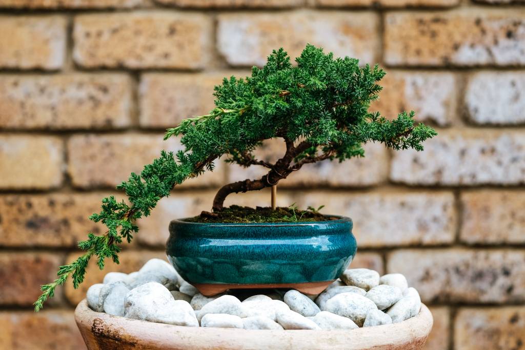 Bonsai