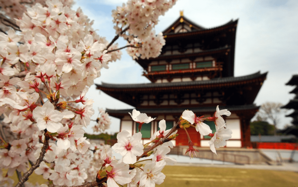 Árvore cerejeira (sakura) em templo japonês.