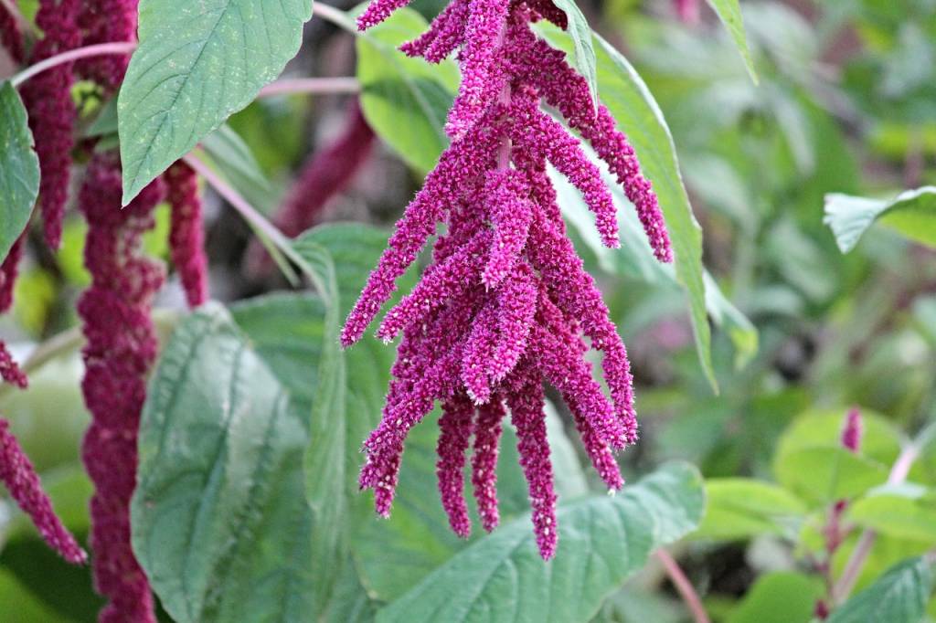 amaranthus Amaranthus