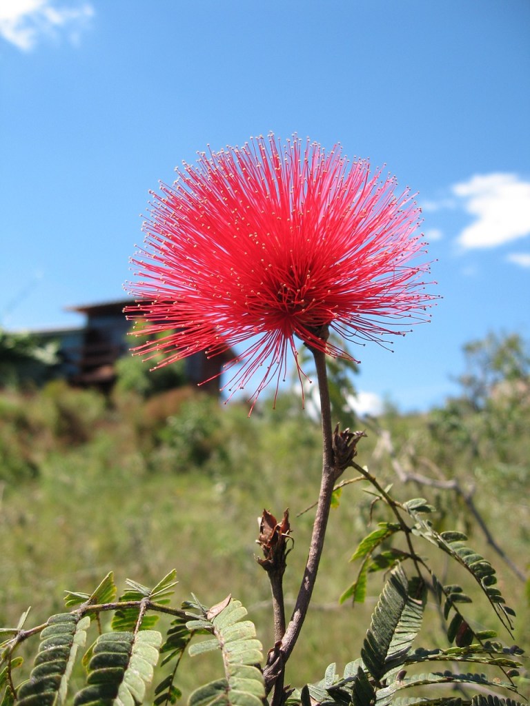 flor