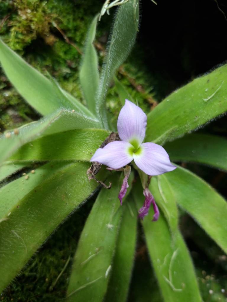 Morador de Minas descobre um nova espécie de bromélia peluda! Krenakanthus ribeiranus.